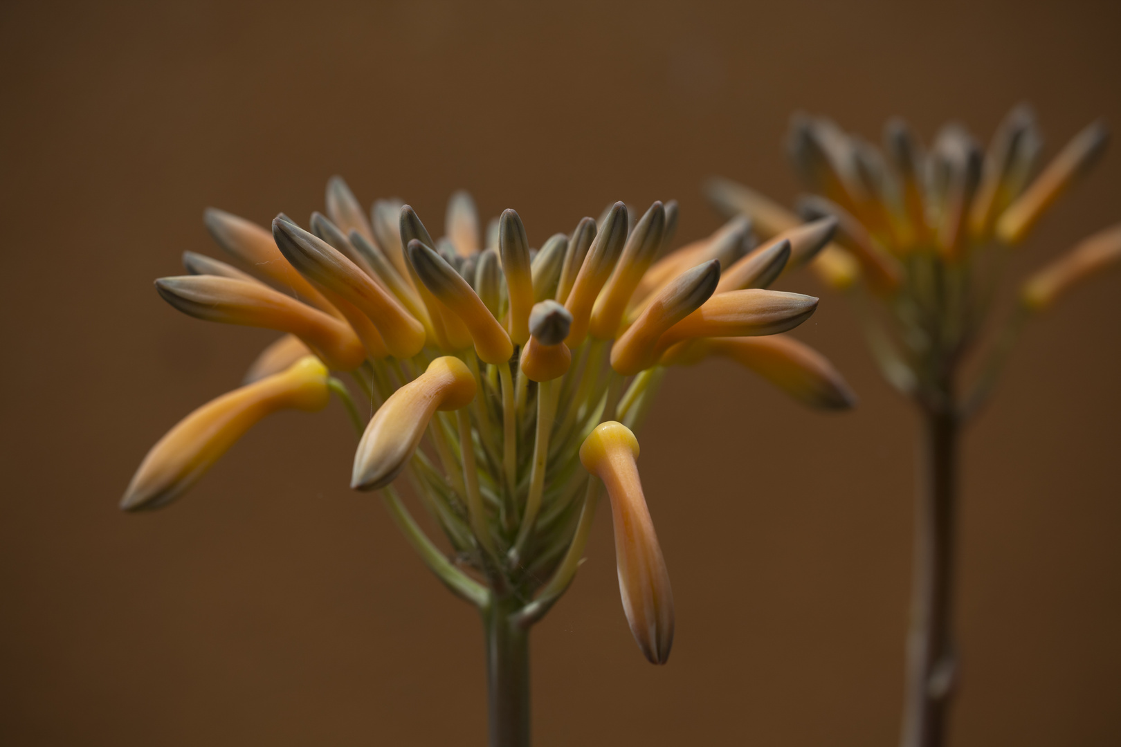 Flores de Carlos