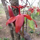 Flores de ceibo serrano