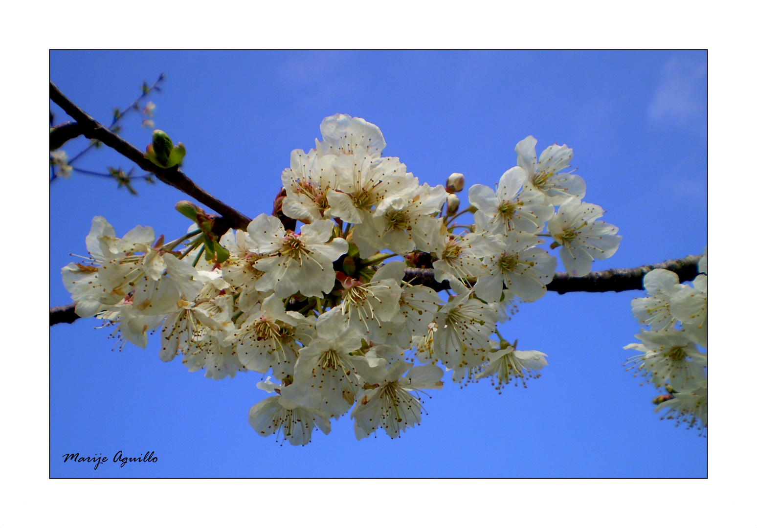 Flores de cerezo