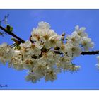 Flores de cerezo