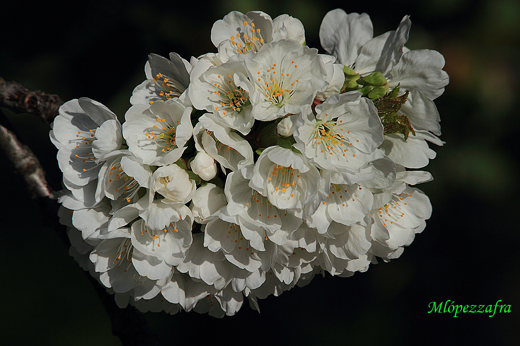 Flores de cerezo.