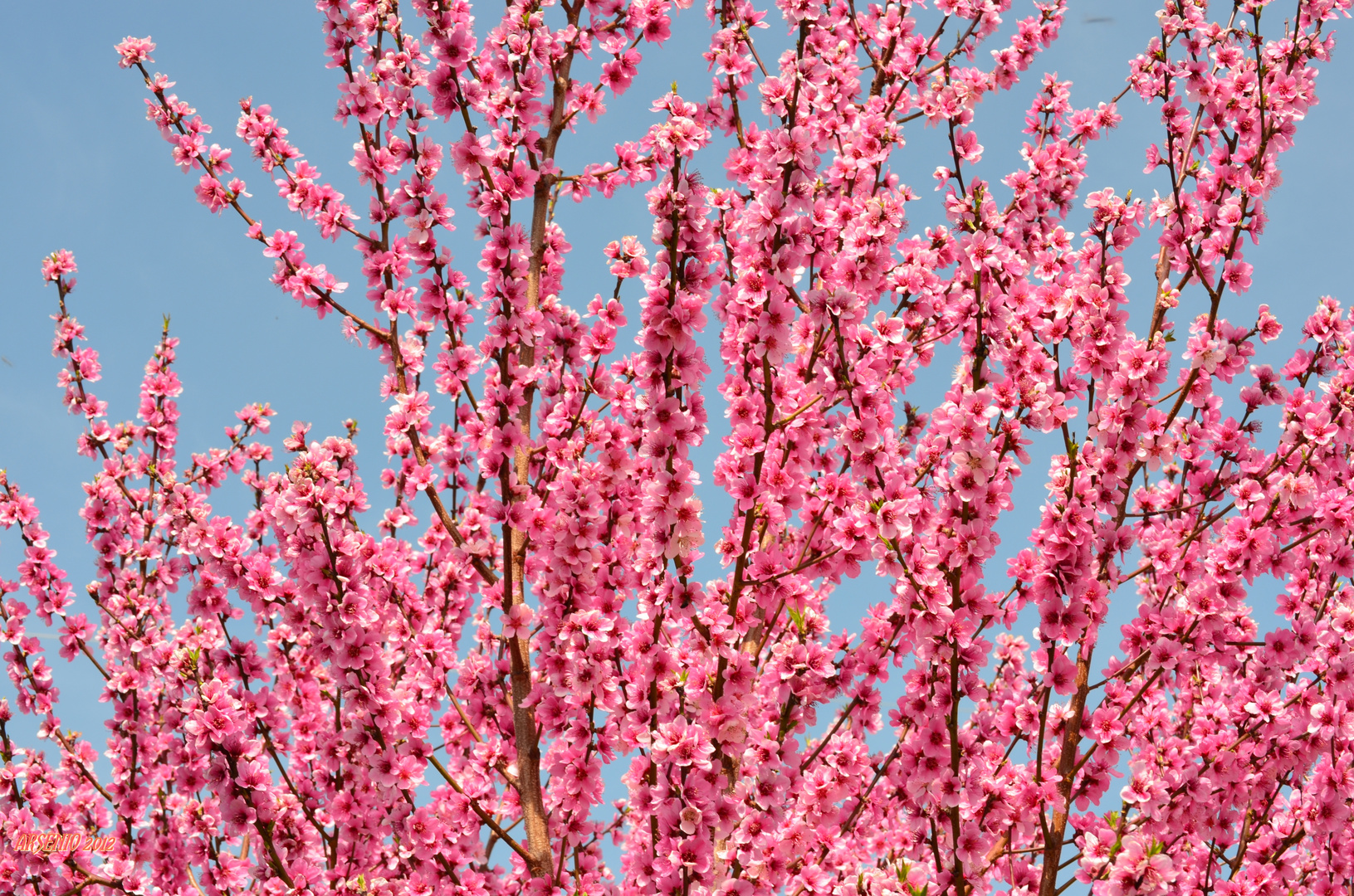 FLORES DE CIRUELO