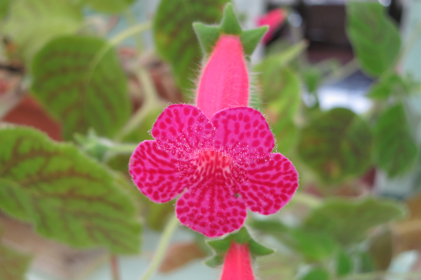 Flores de Costa Rica