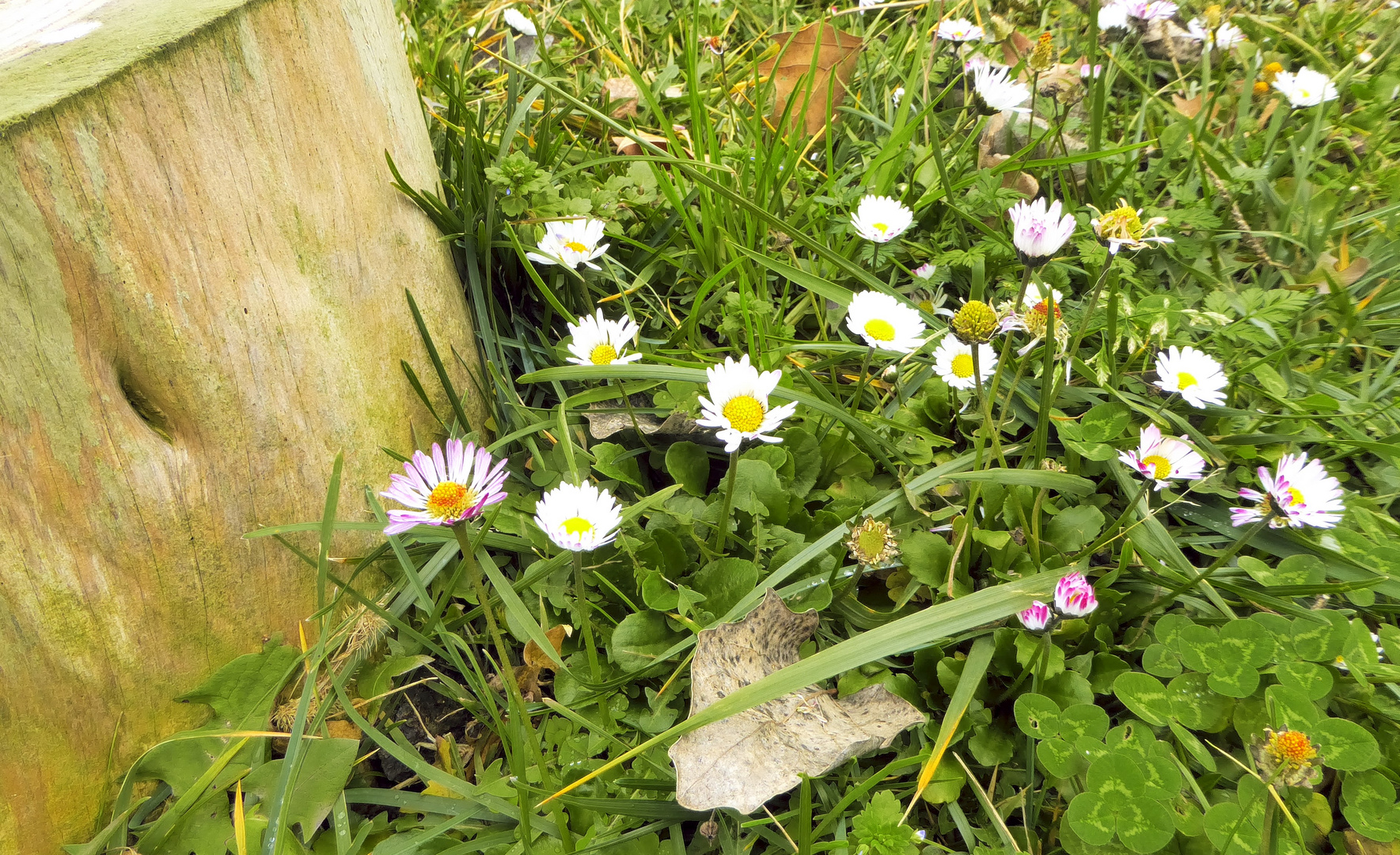 Flores de enero