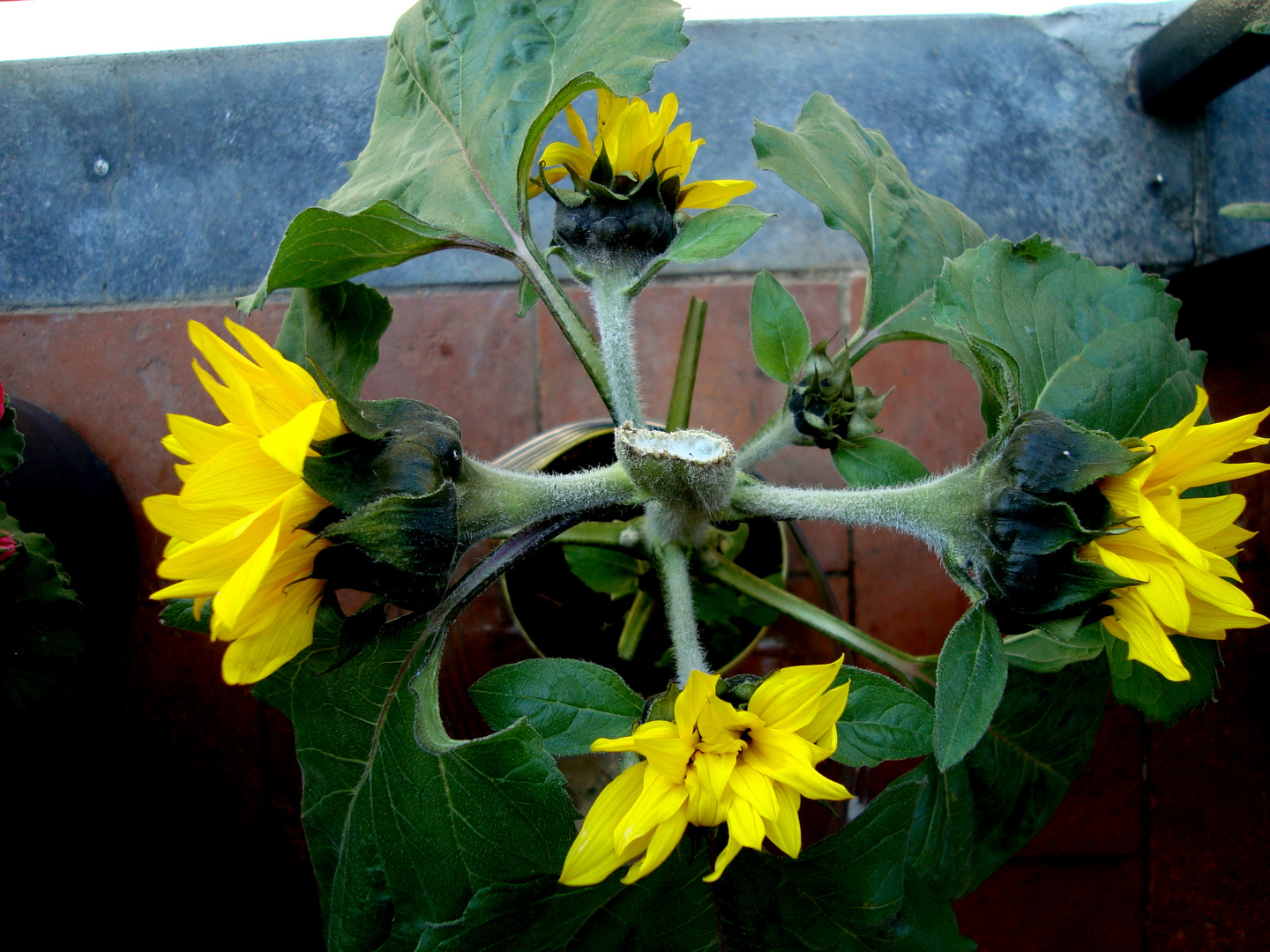 Flores de girasol 