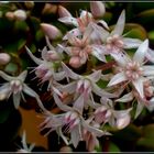 Flores de hoy 18.01.2016