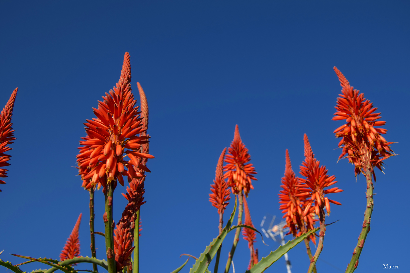 Flores de invierno