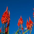 Flores de invierno