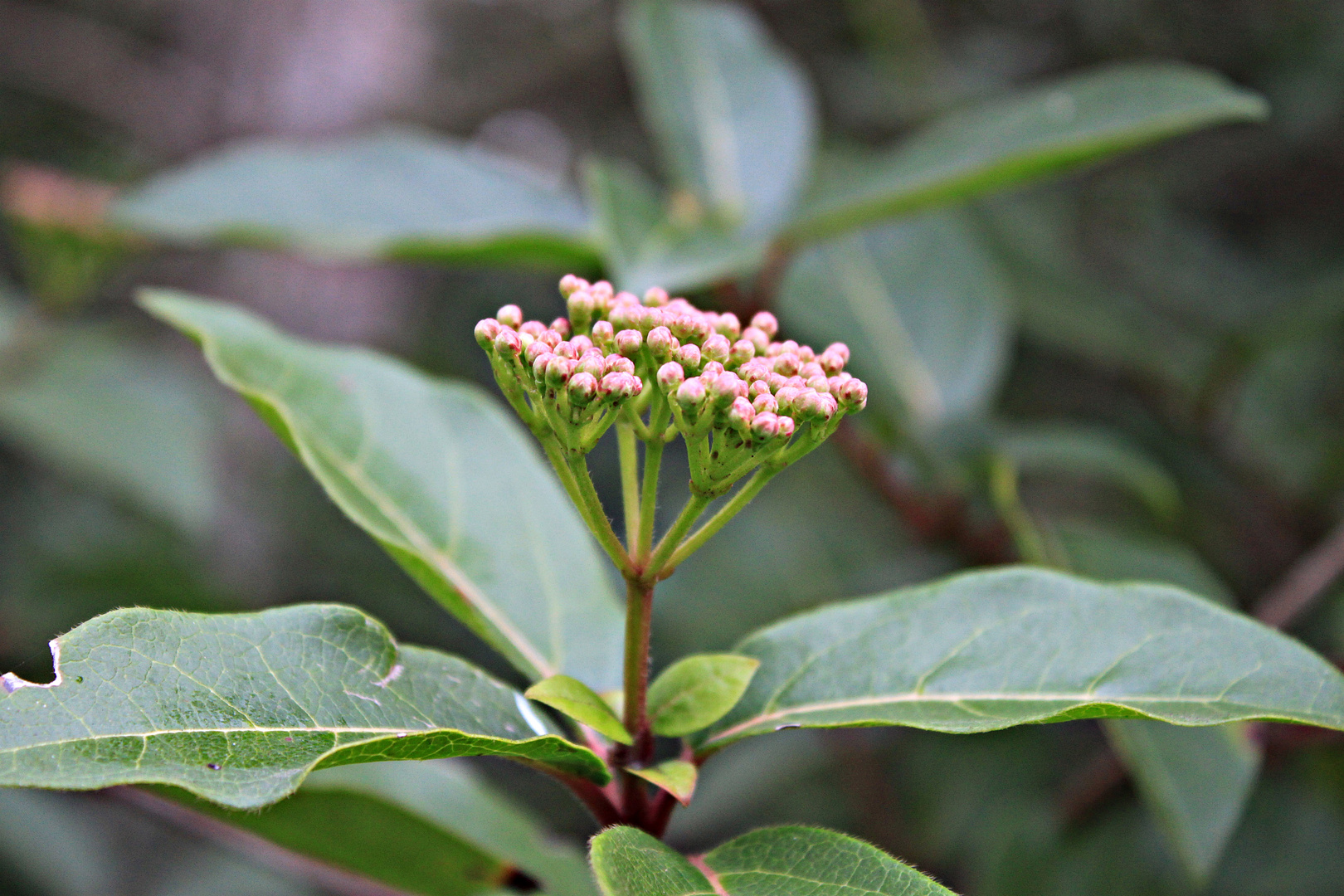 flores de invierno