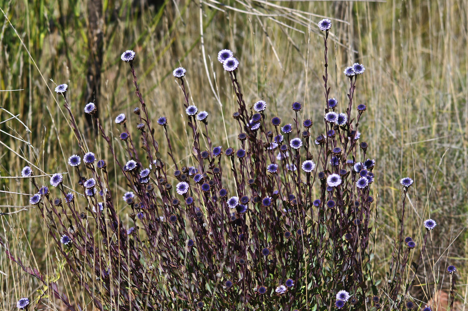 Flores de invierno