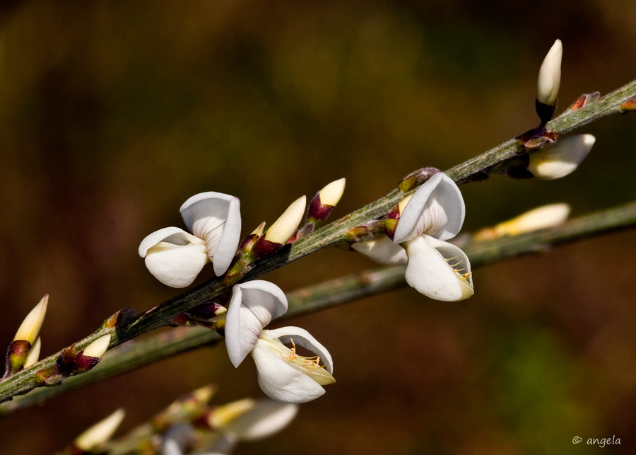 Flores de jara blanca