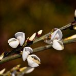 Flores de jara blanca