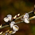 Flores de jara blanca