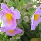 FLORES DE JARA ESTEPA...FERNANDO LÓPEZ   fOTOGRAFÍAS...