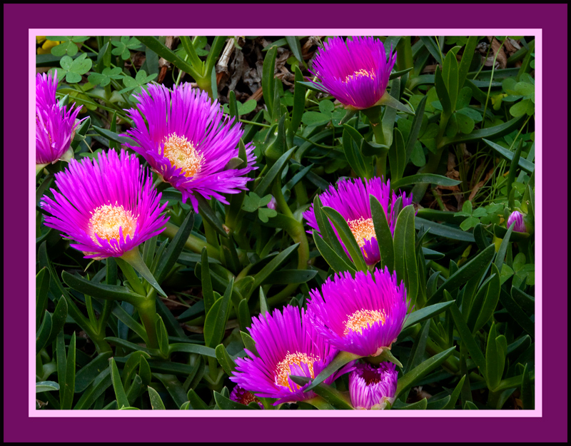 Flores de jardin