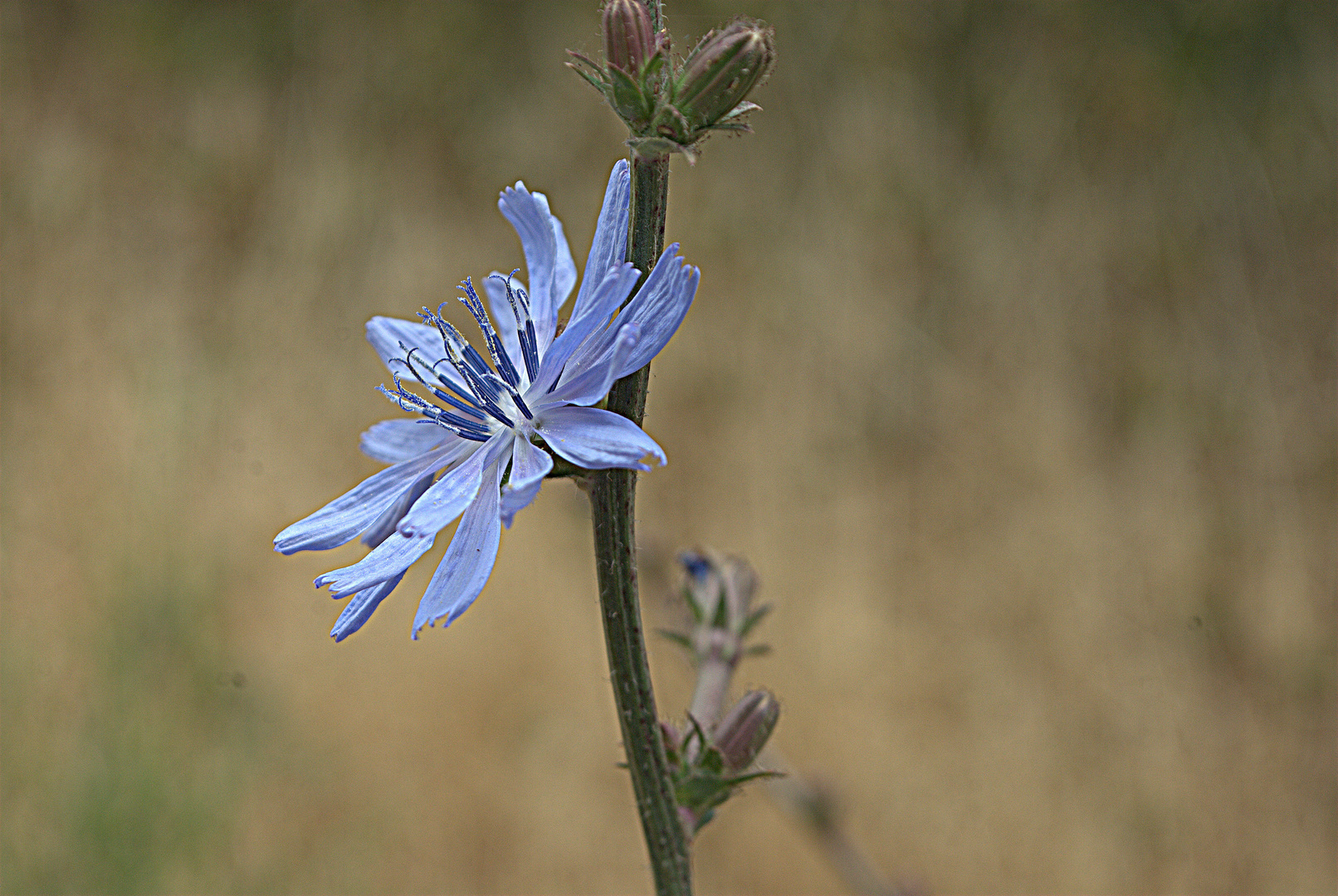 Flores de Jardín.