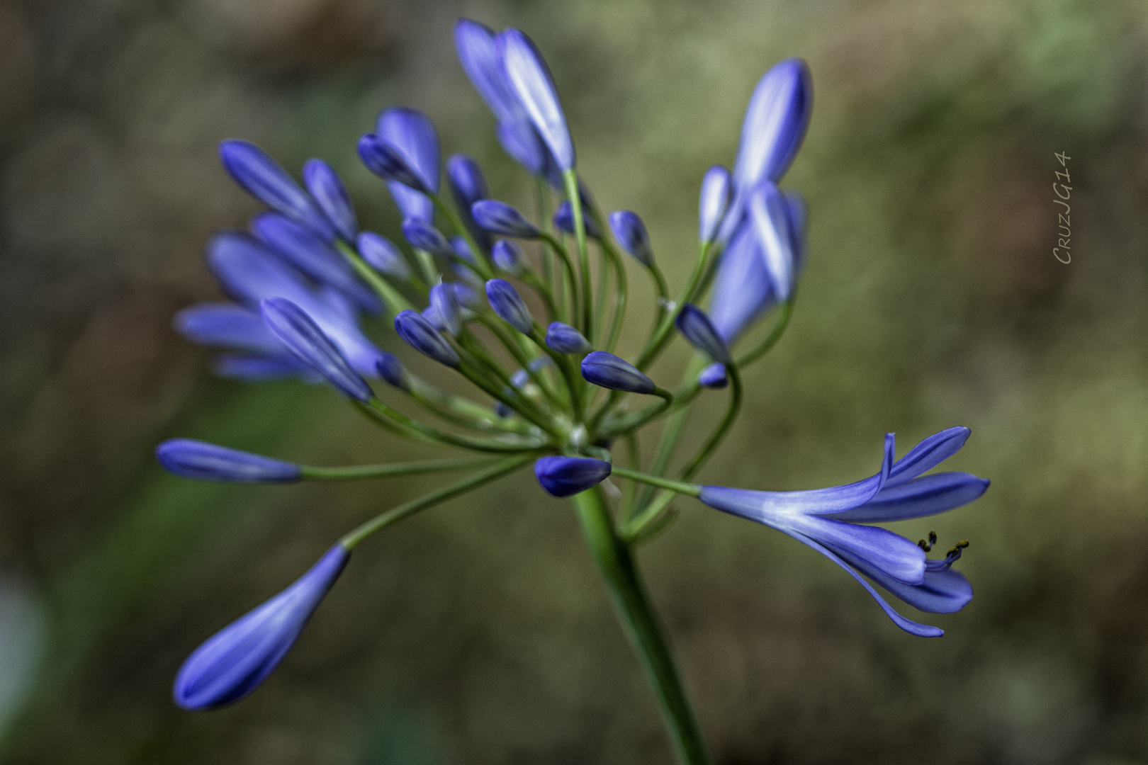 Flores de Julio...