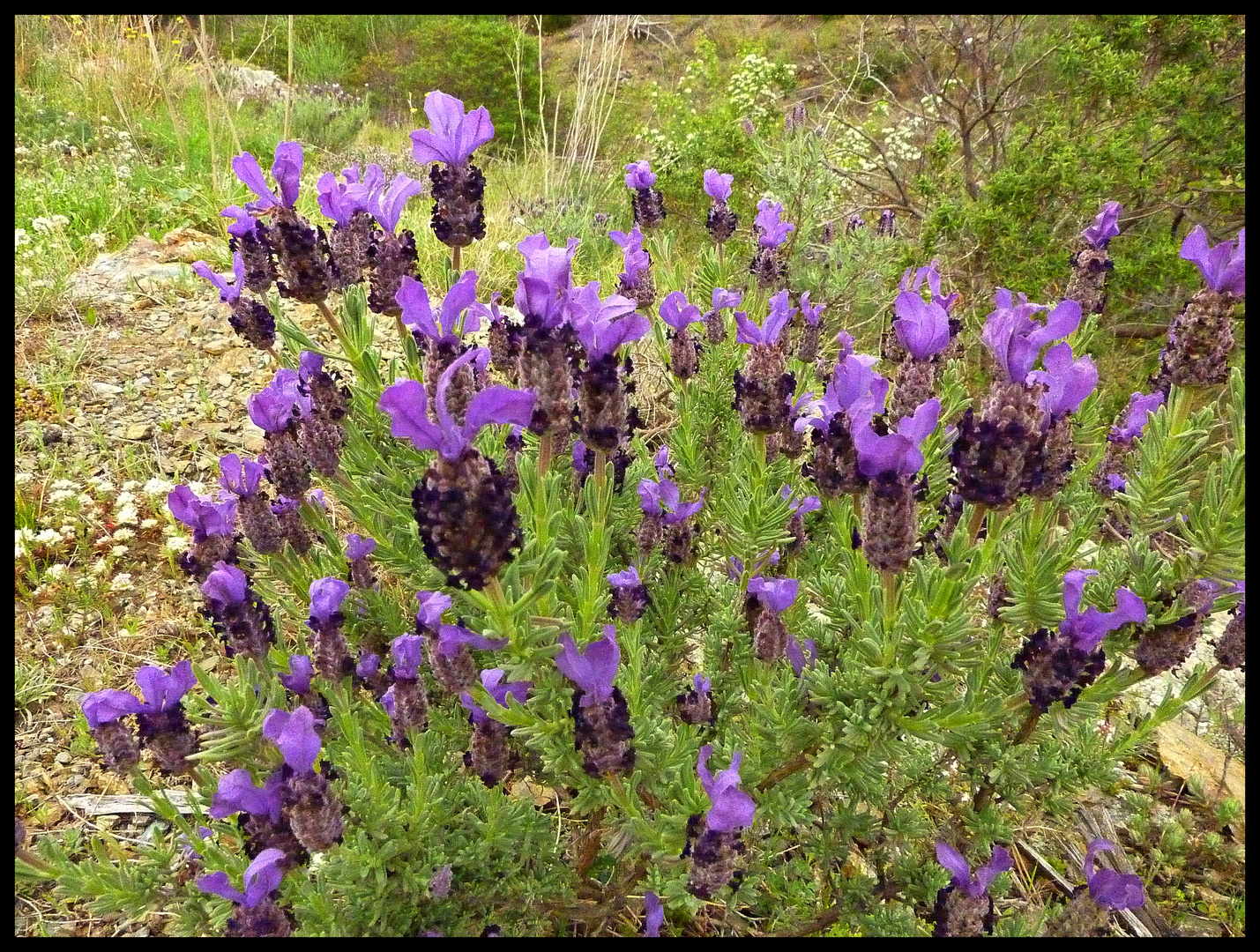 FLORES DE LA ALBERA