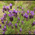 FLORES DE LA ALBERA