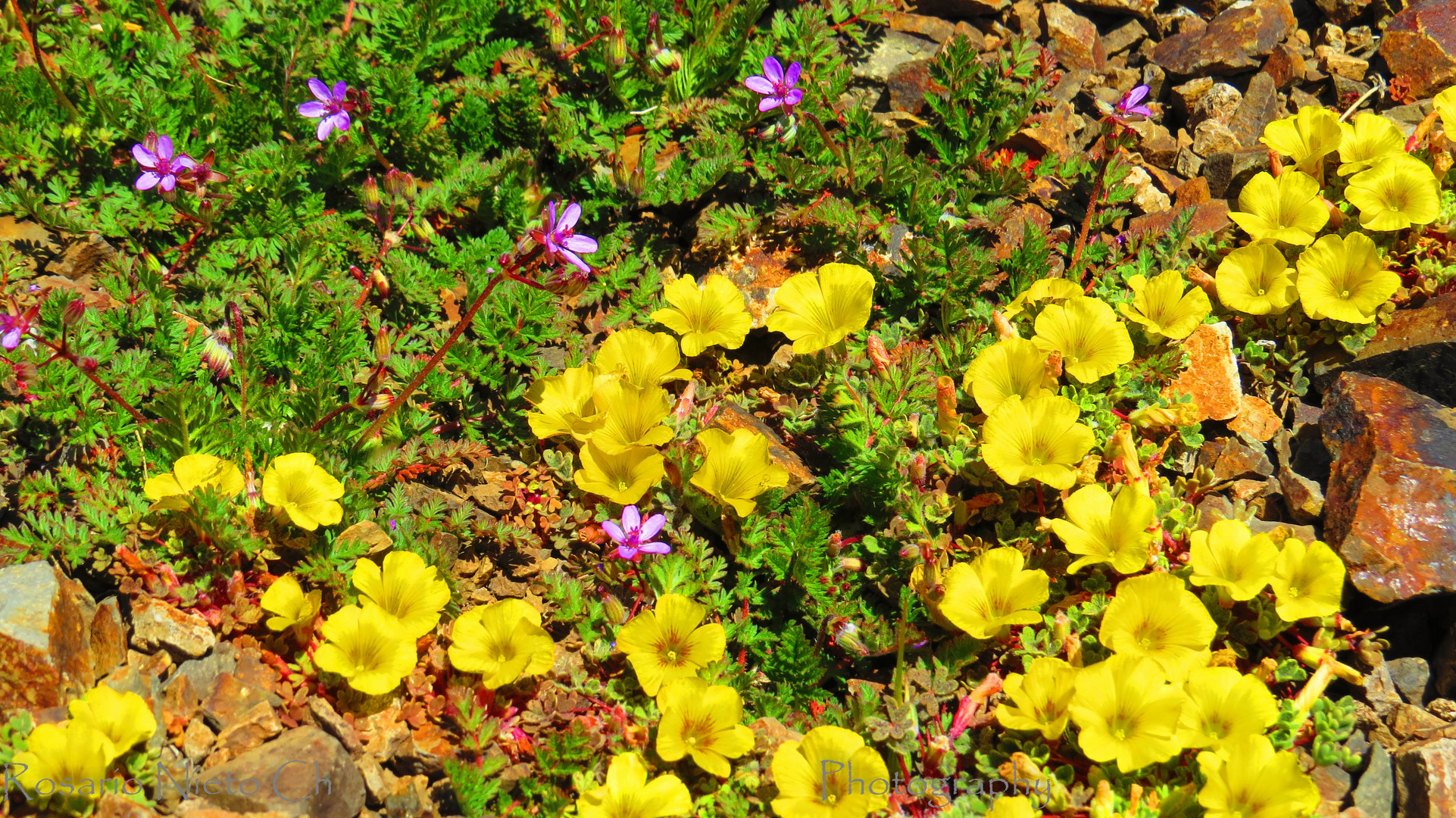 Flores de la cordillera