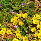 Flores de la cordillera