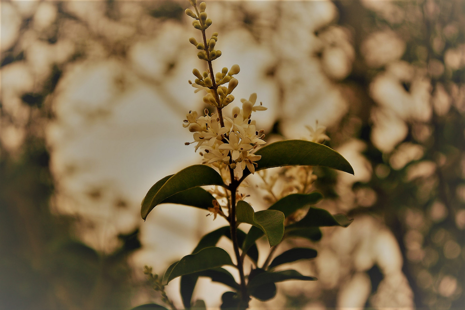 FLORES DE LA SELVA