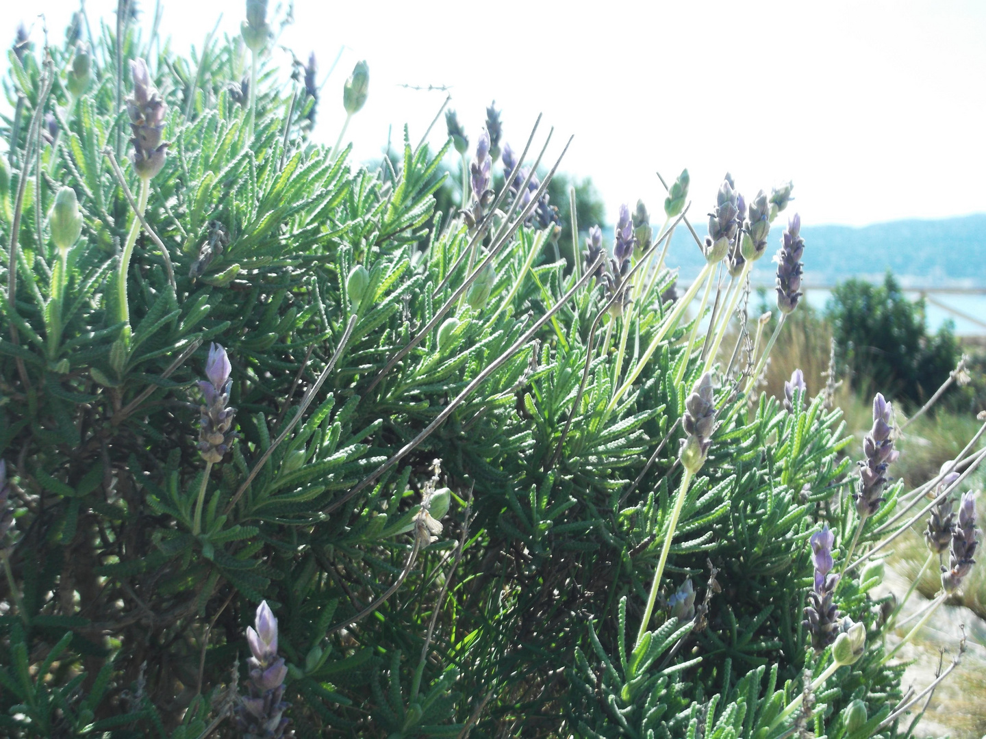 Flores de lavandula dentada