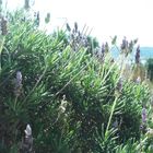 Flores de lavandula dentada