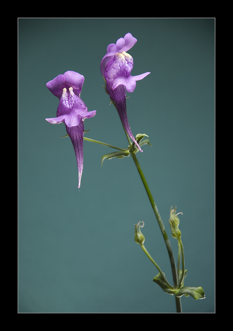 Flores de Linaria