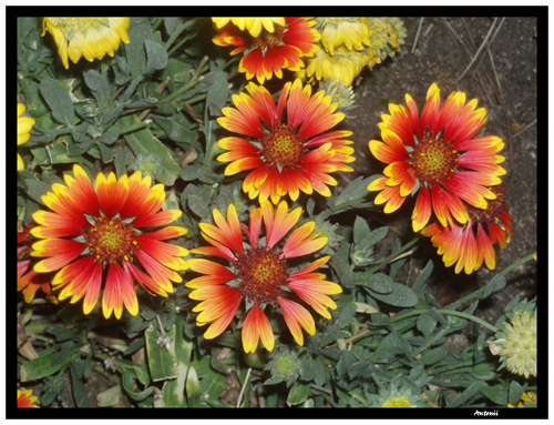 Flores de Madrid, en templo de Debod