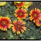 Flores de Madrid, en templo de Debod