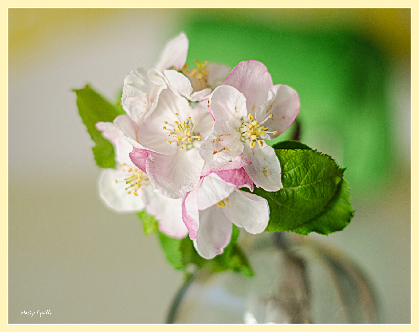 Flores de manzano