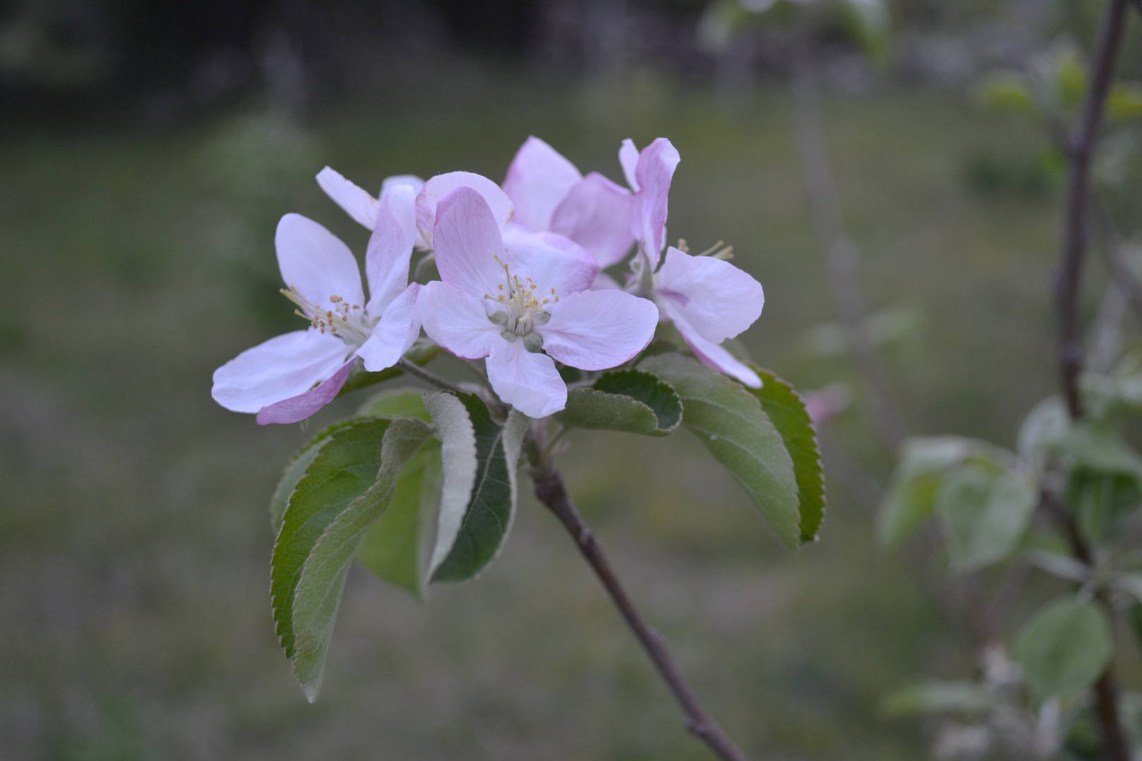 Flores de Manzano