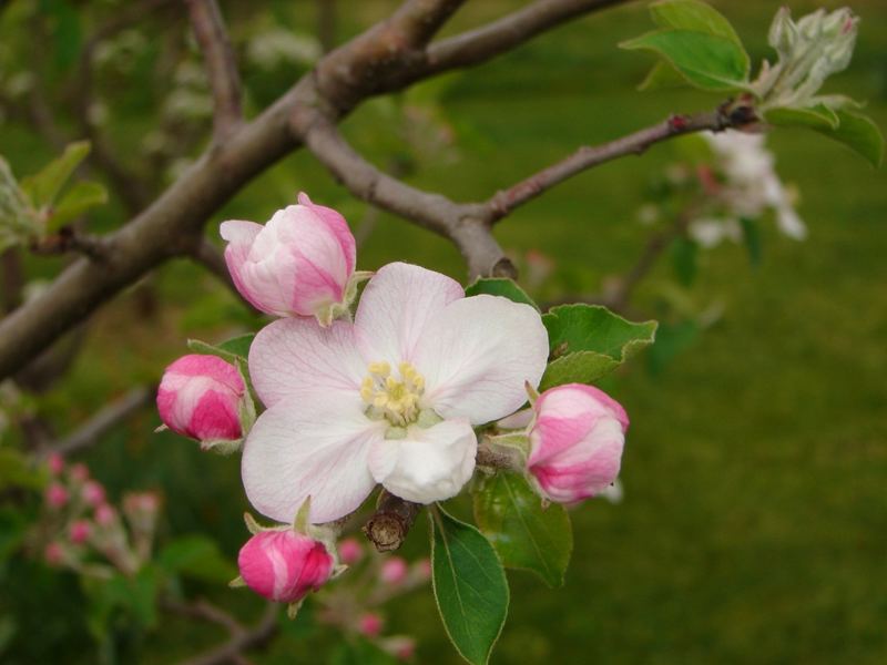 flores de manzano