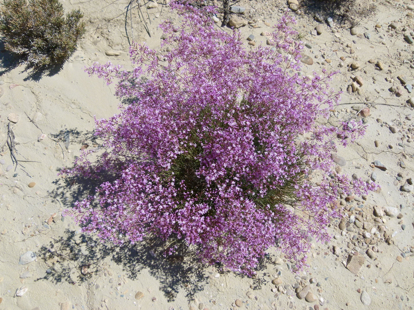 flores de marzo