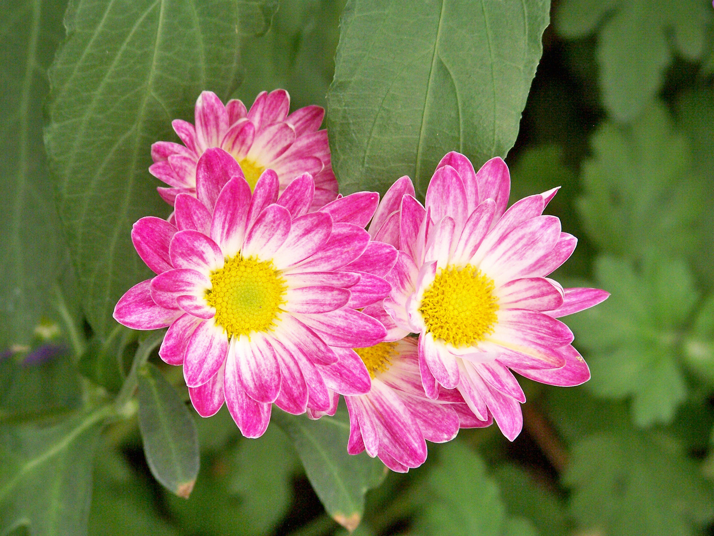 flores de mayo