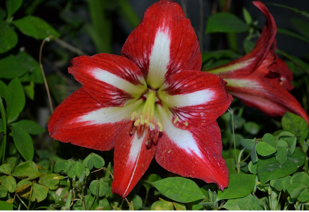 Flores de mi jardín