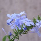 Flores de mi jardin