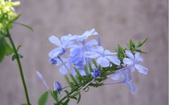 Flores de mi jardin