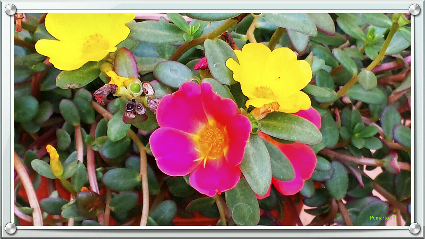 Flores de mi Terraza.-2