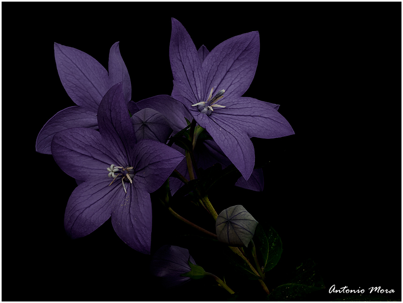 Flores de mi terraza.