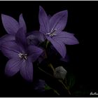 Flores de mi terraza.