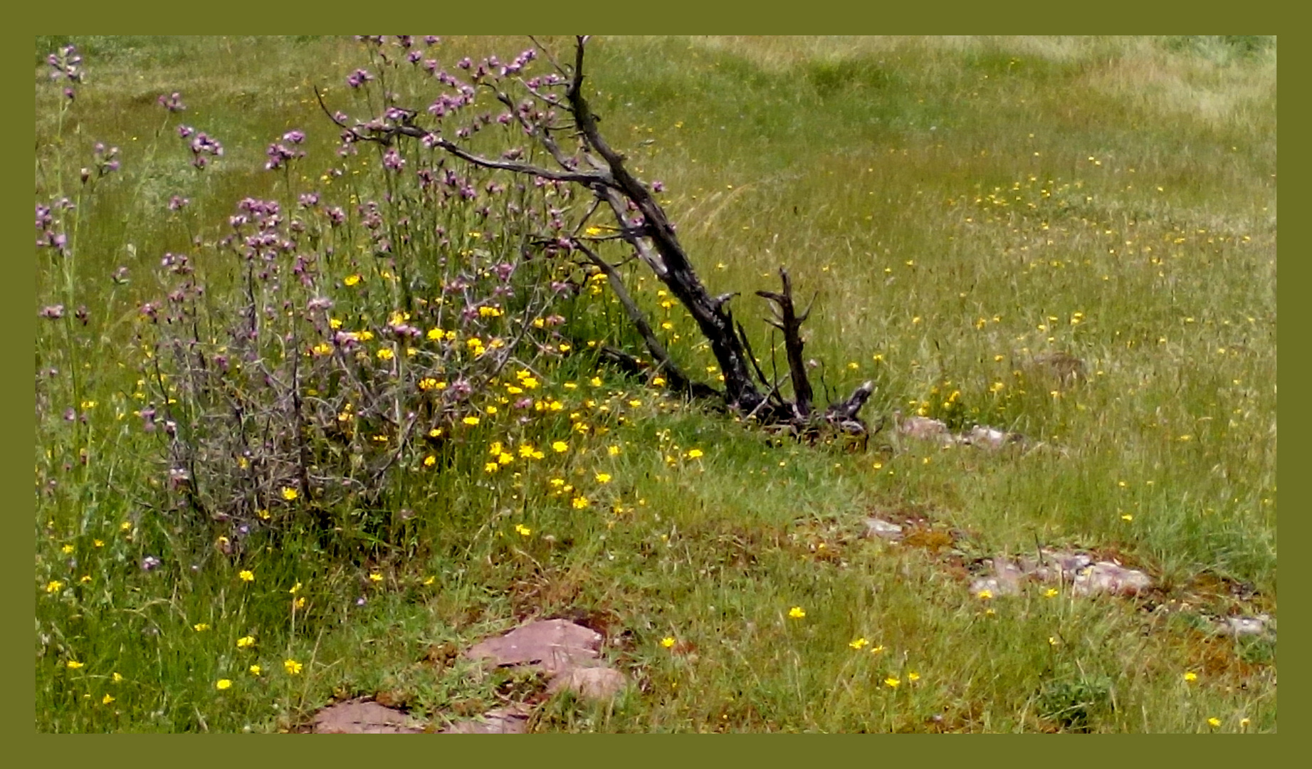 Flores de montaña 