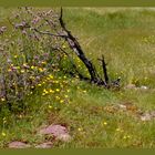 Flores de montaña 