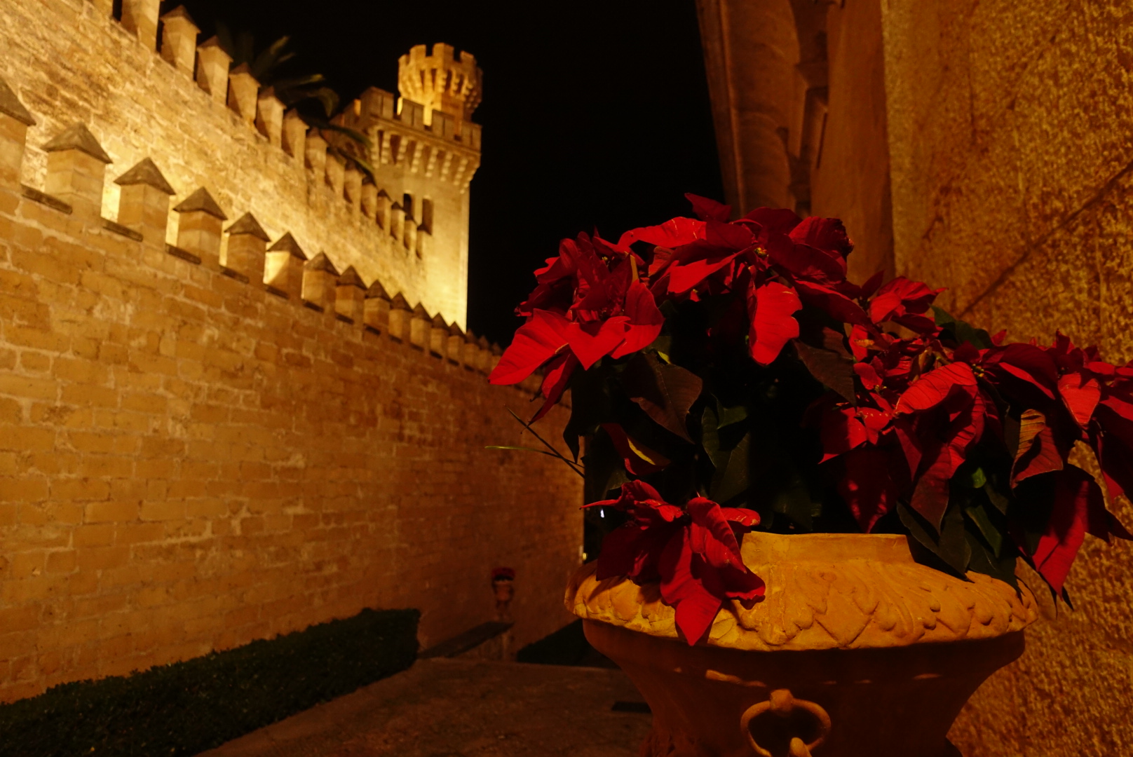 Flores de Navidad del Palacio real de la Almudaina en Palma de Mallorca. 