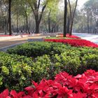 flores de noche buena sobre reforma