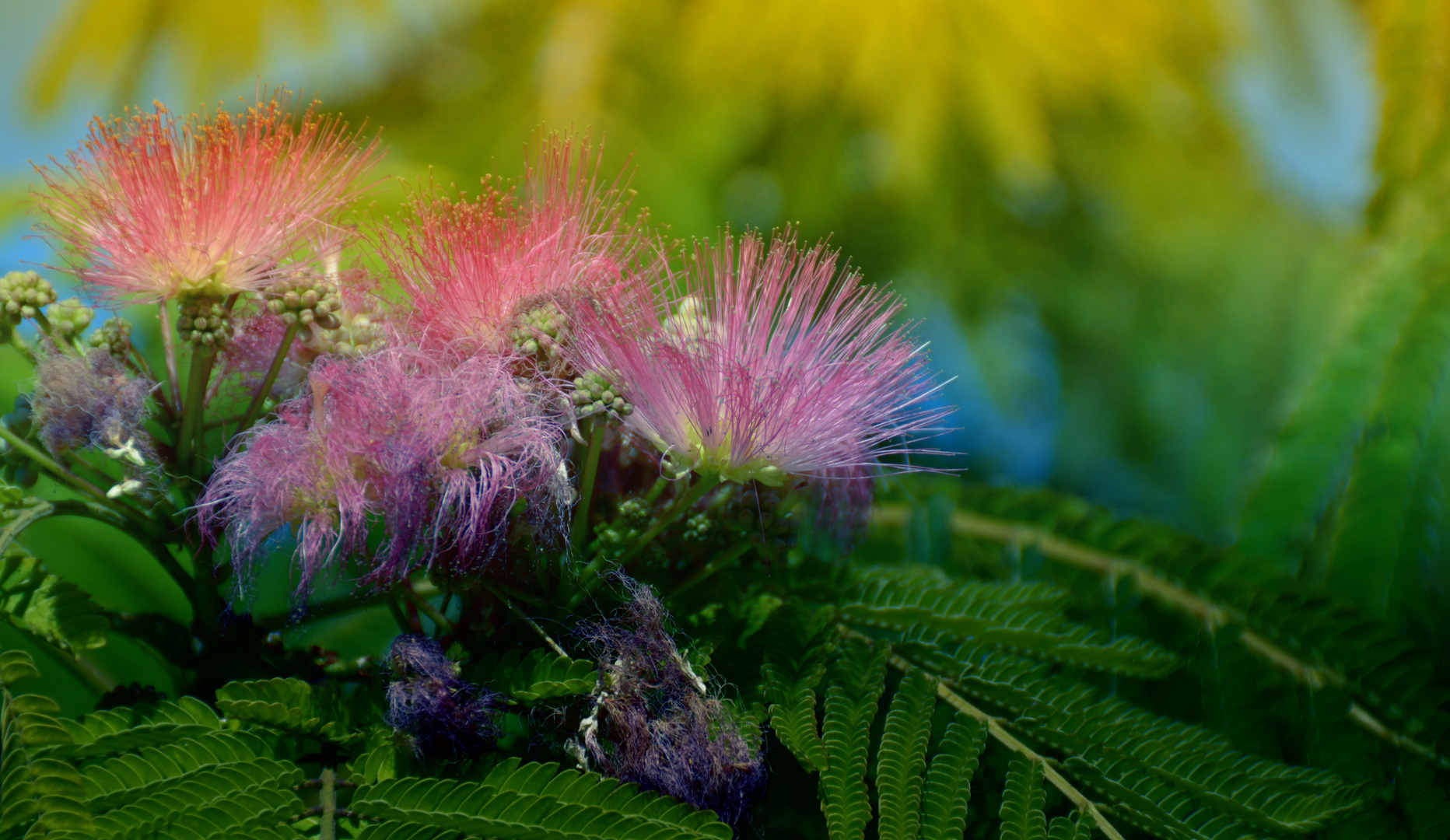 flores de octubre