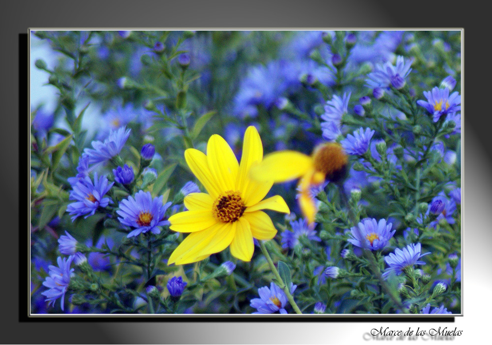 Flores de otoño.