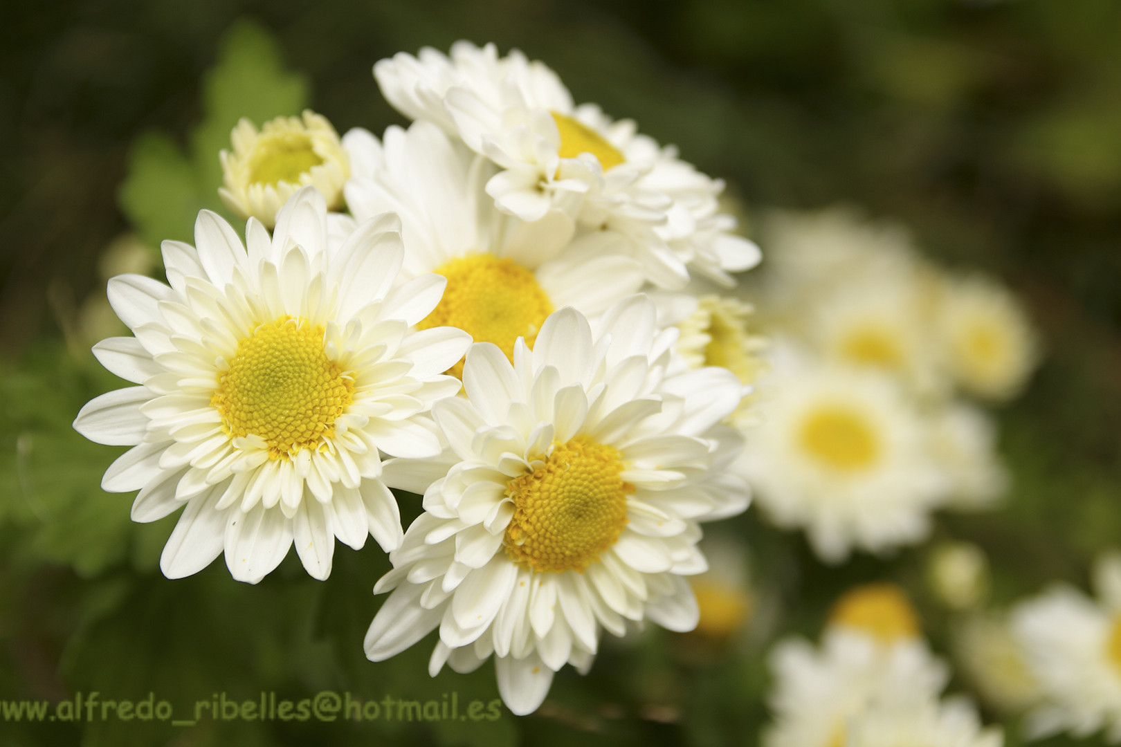 FLORES DE OTOÑO