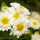 FLORES DE OTOÑO